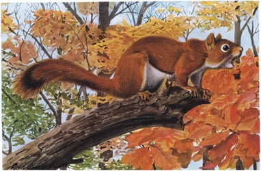Red Squirrel will tongue lash a mighty bear